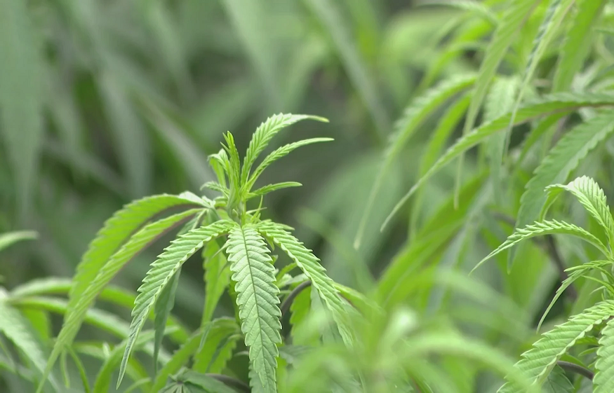 Safety Precautions And Legal Considerations For Medical Marijuana Users In Baton Rouge