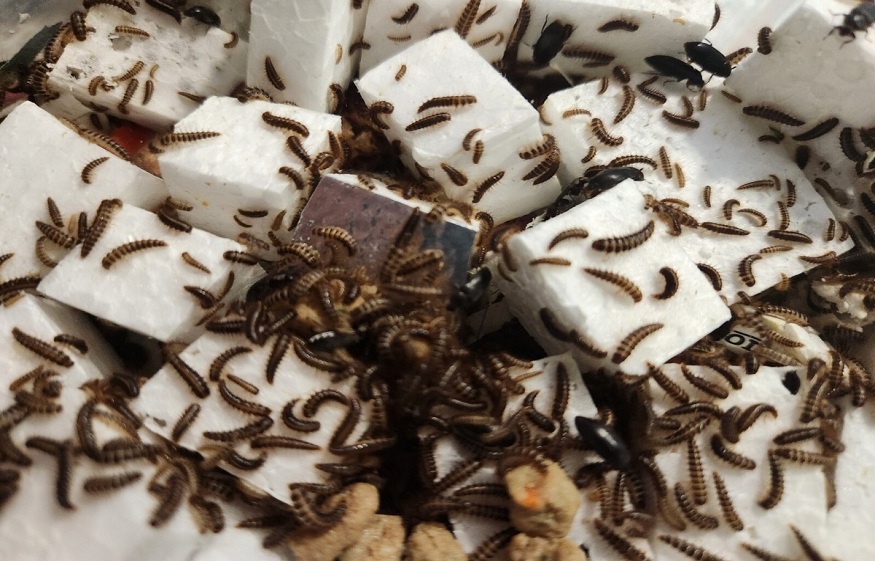 The Tiny Custodians: How Dermestid Beetles Revolutionize Taxidermy Cleaning